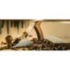 Lie-Nielsen  Scrub Plane 40-1/2